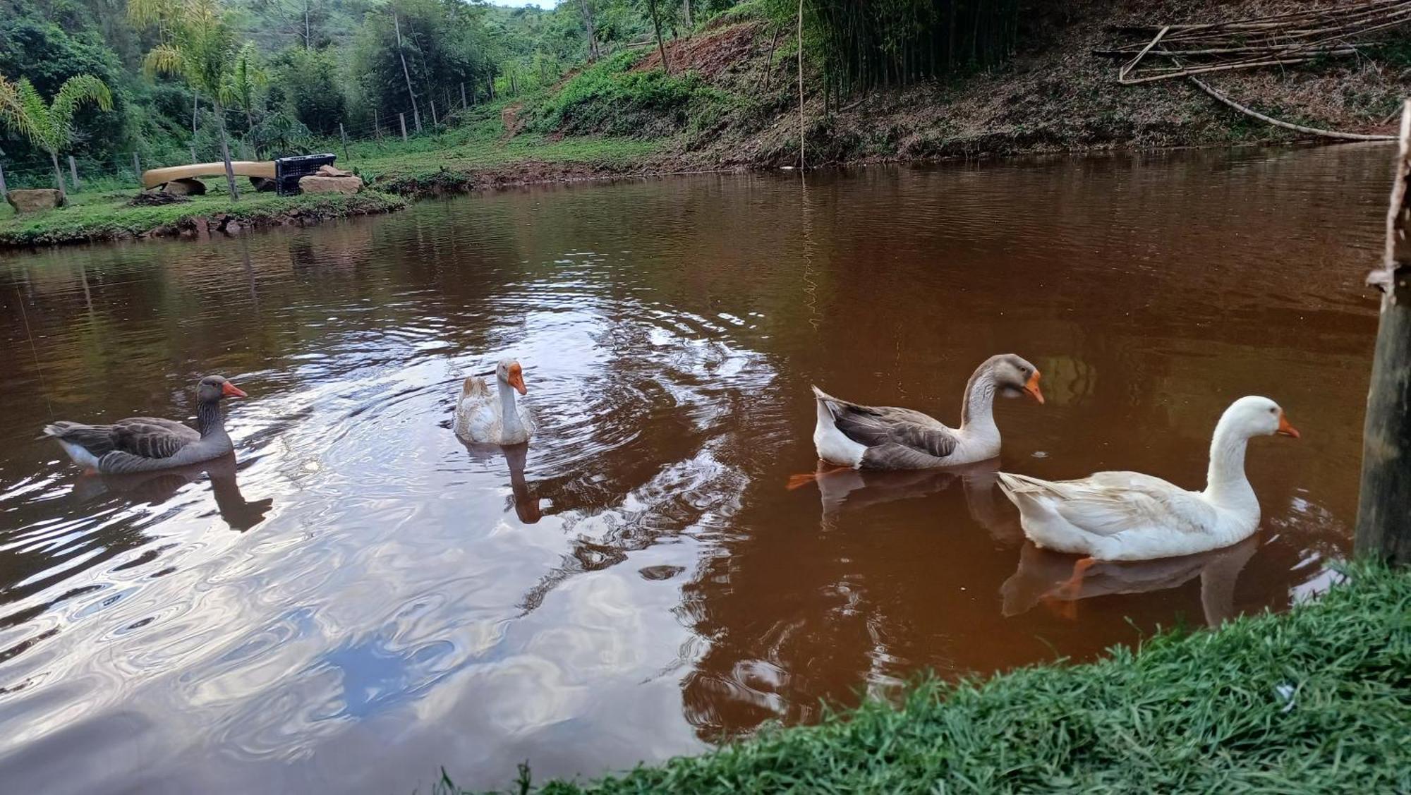 Sitio Reis Membeca Paraíba do Sul Kültér fotó