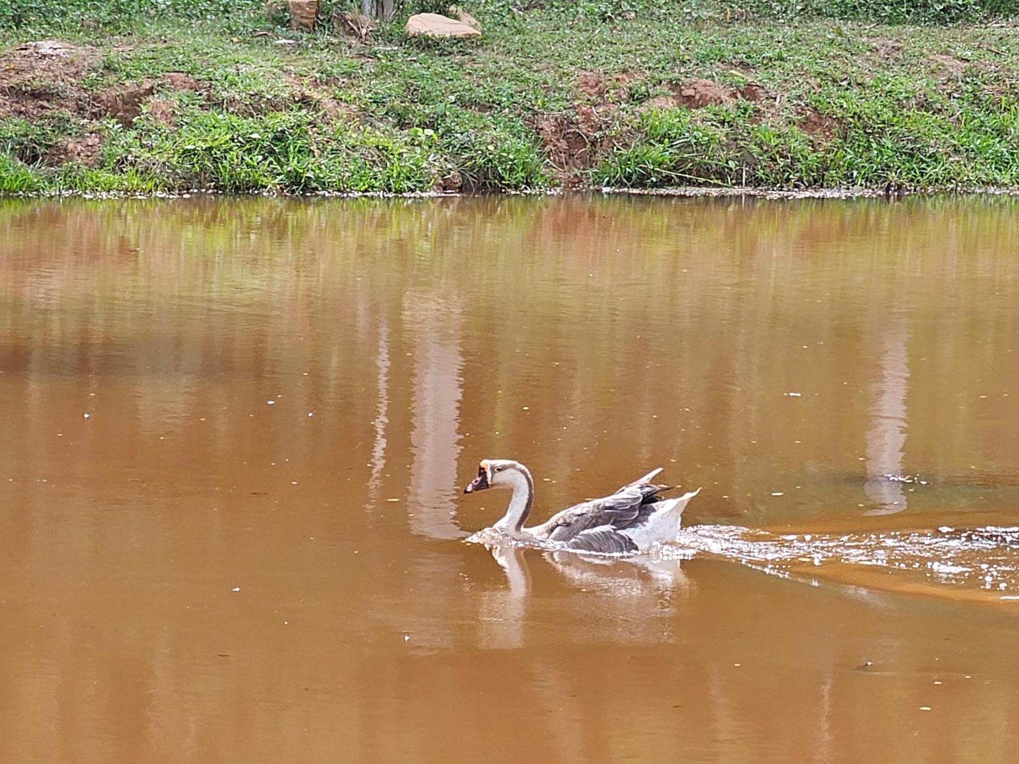 Sitio Reis Membeca Paraíba do Sul Kültér fotó