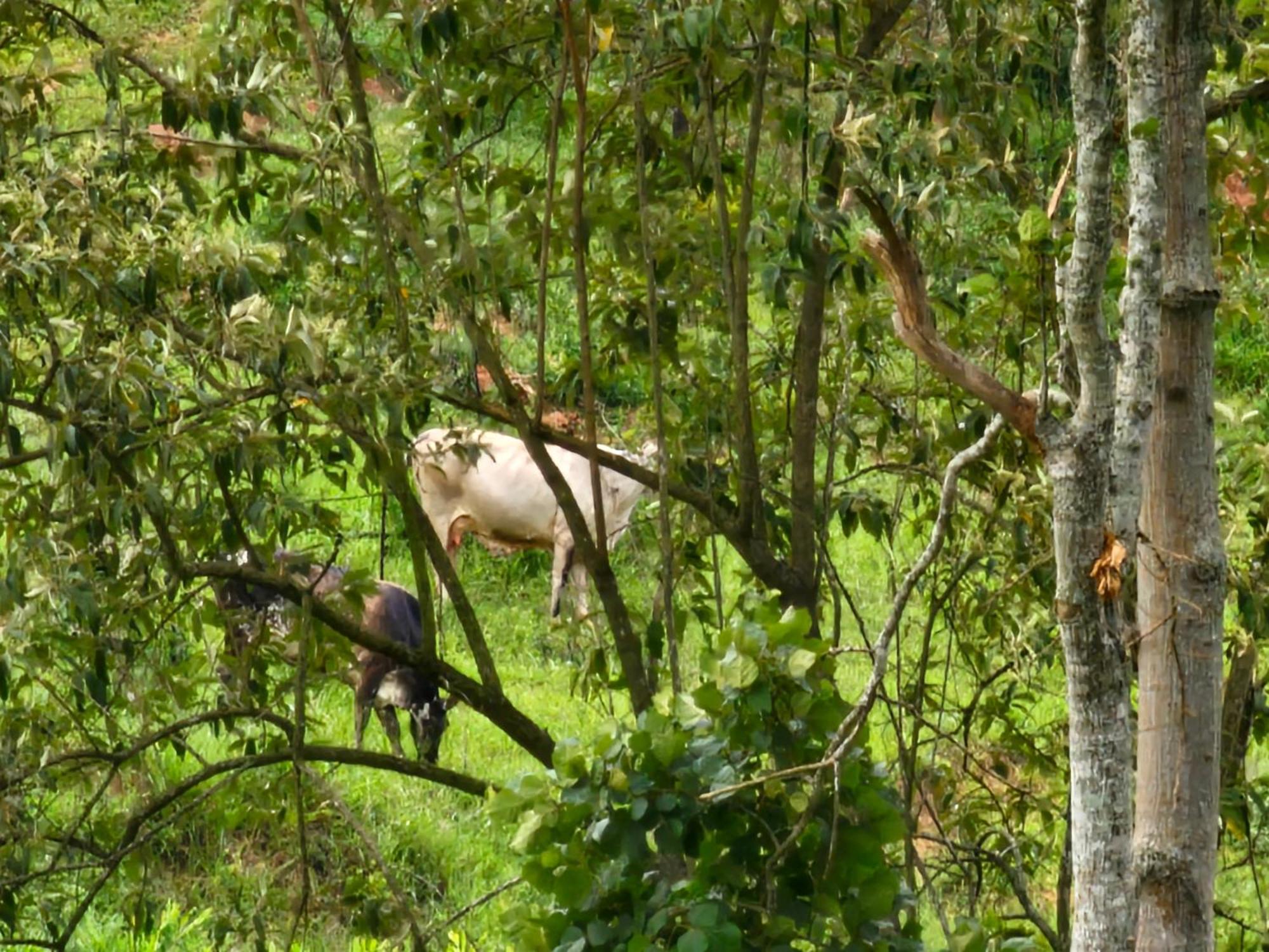 Sitio Reis Membeca Paraíba do Sul Kültér fotó