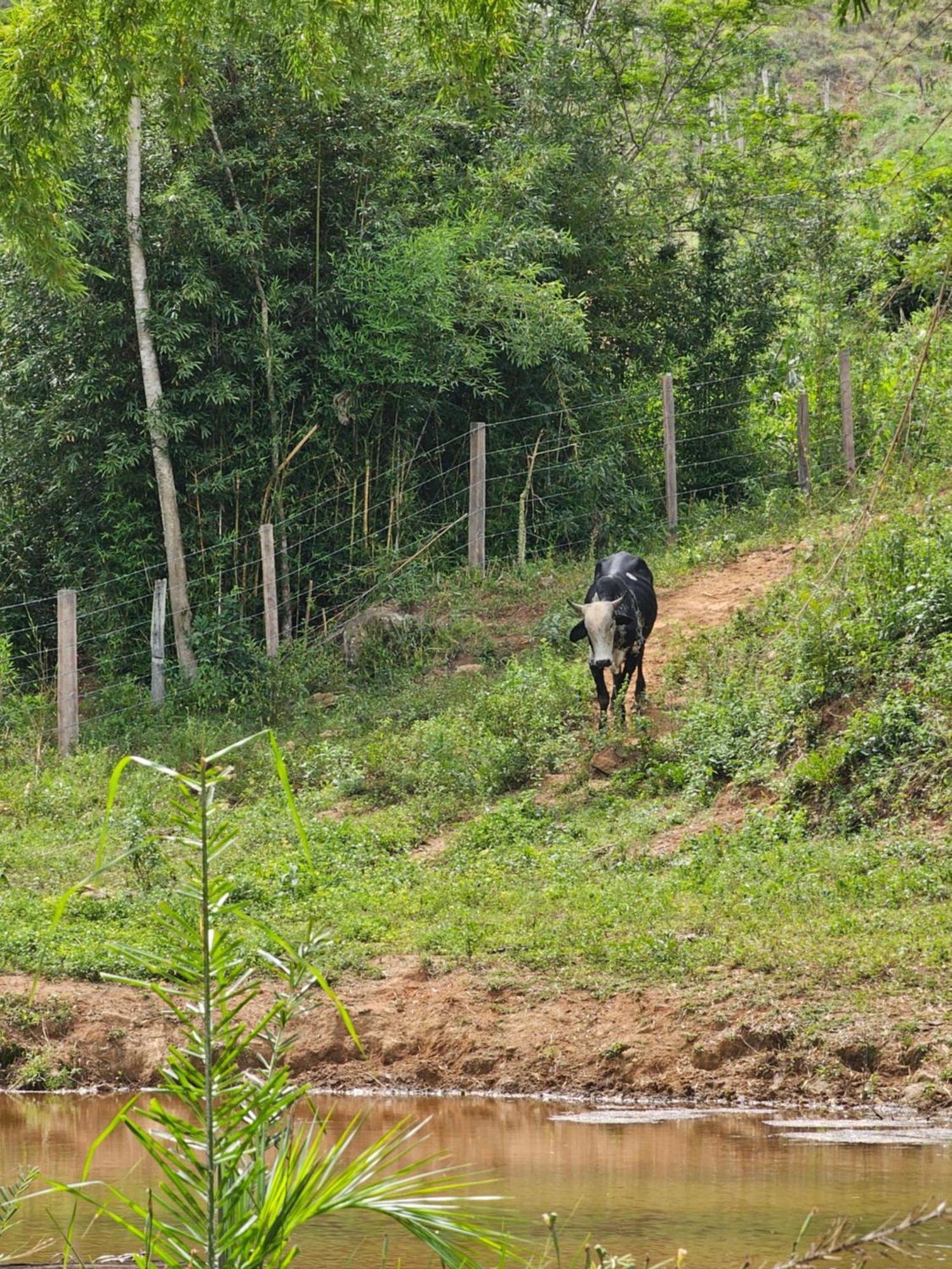 Sitio Reis Membeca Paraíba do Sul Kültér fotó