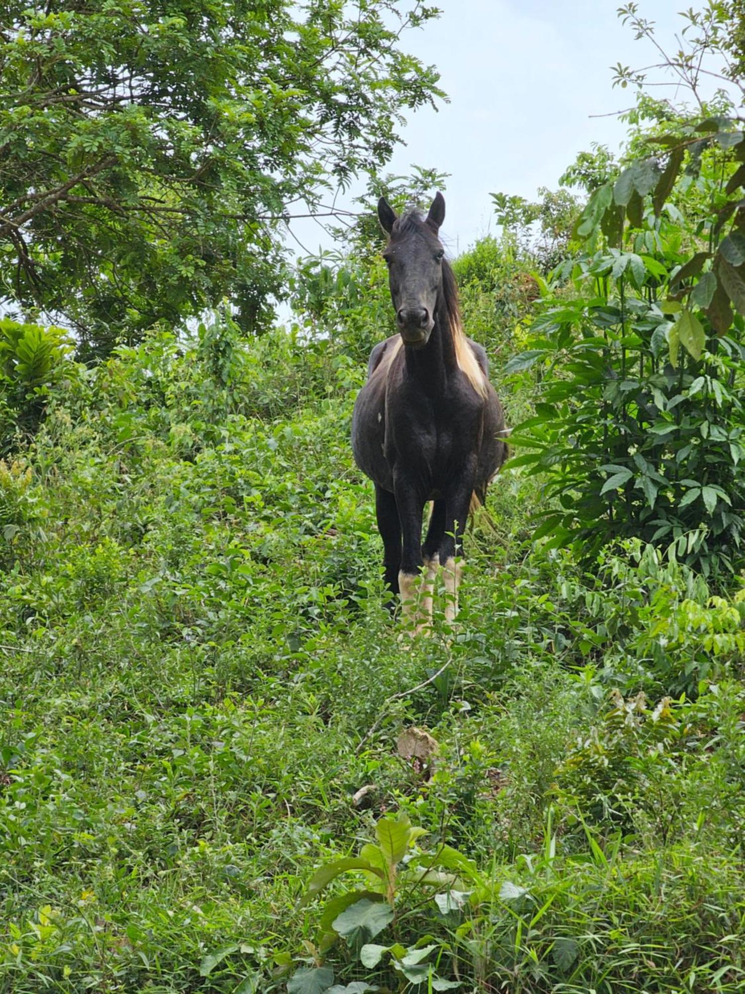 Sitio Reis Membeca Paraíba do Sul Kültér fotó