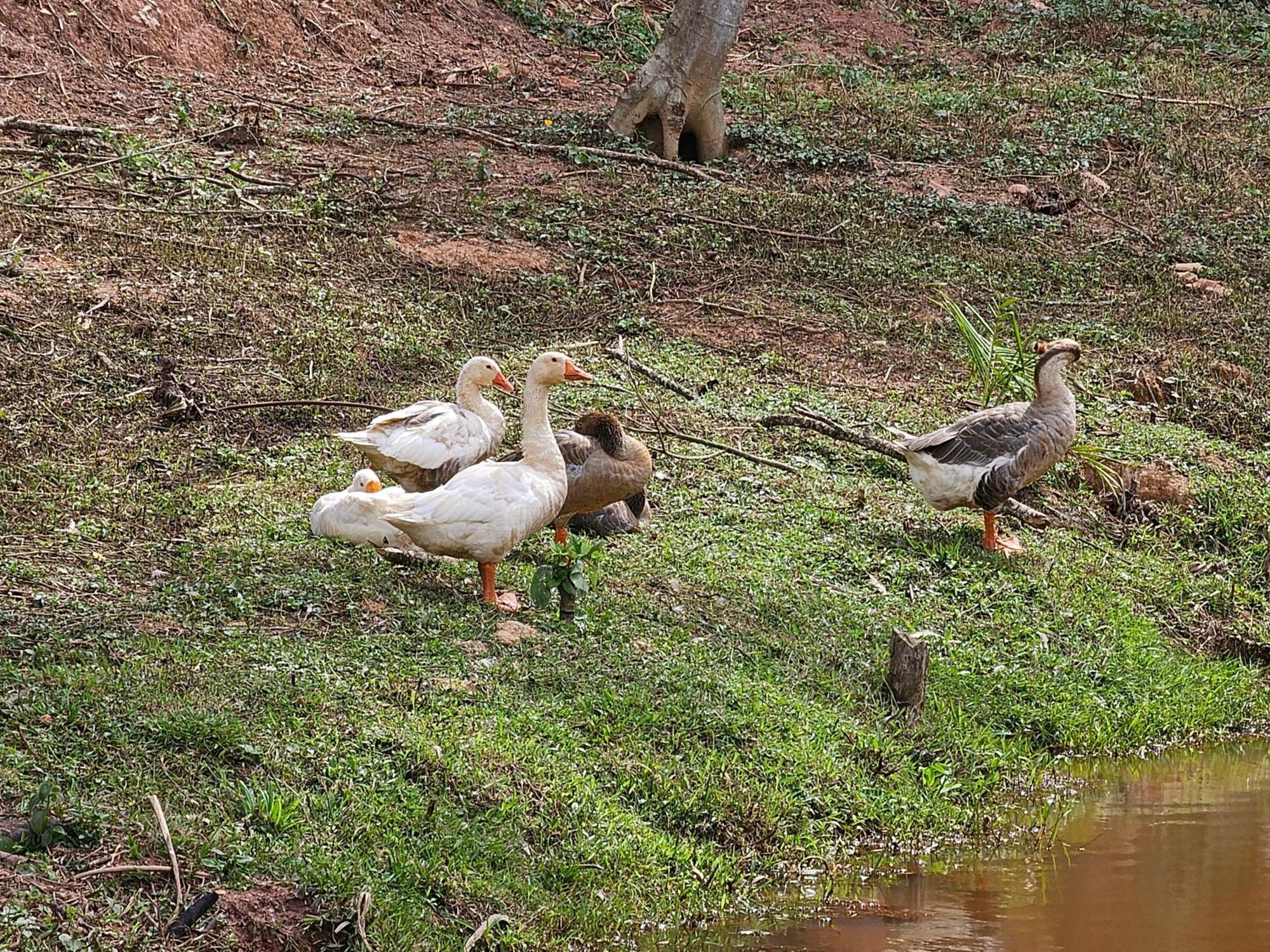 Sitio Reis Membeca Paraíba do Sul Kültér fotó