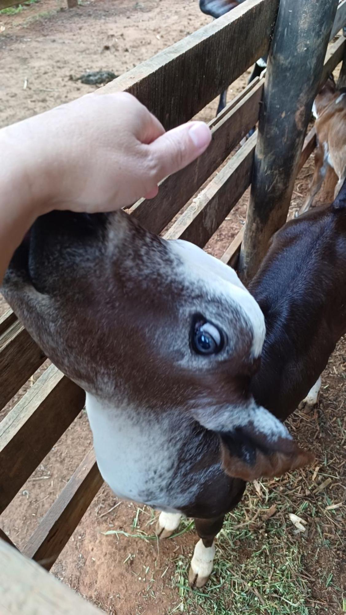 Sitio Reis Membeca Paraíba do Sul Kültér fotó